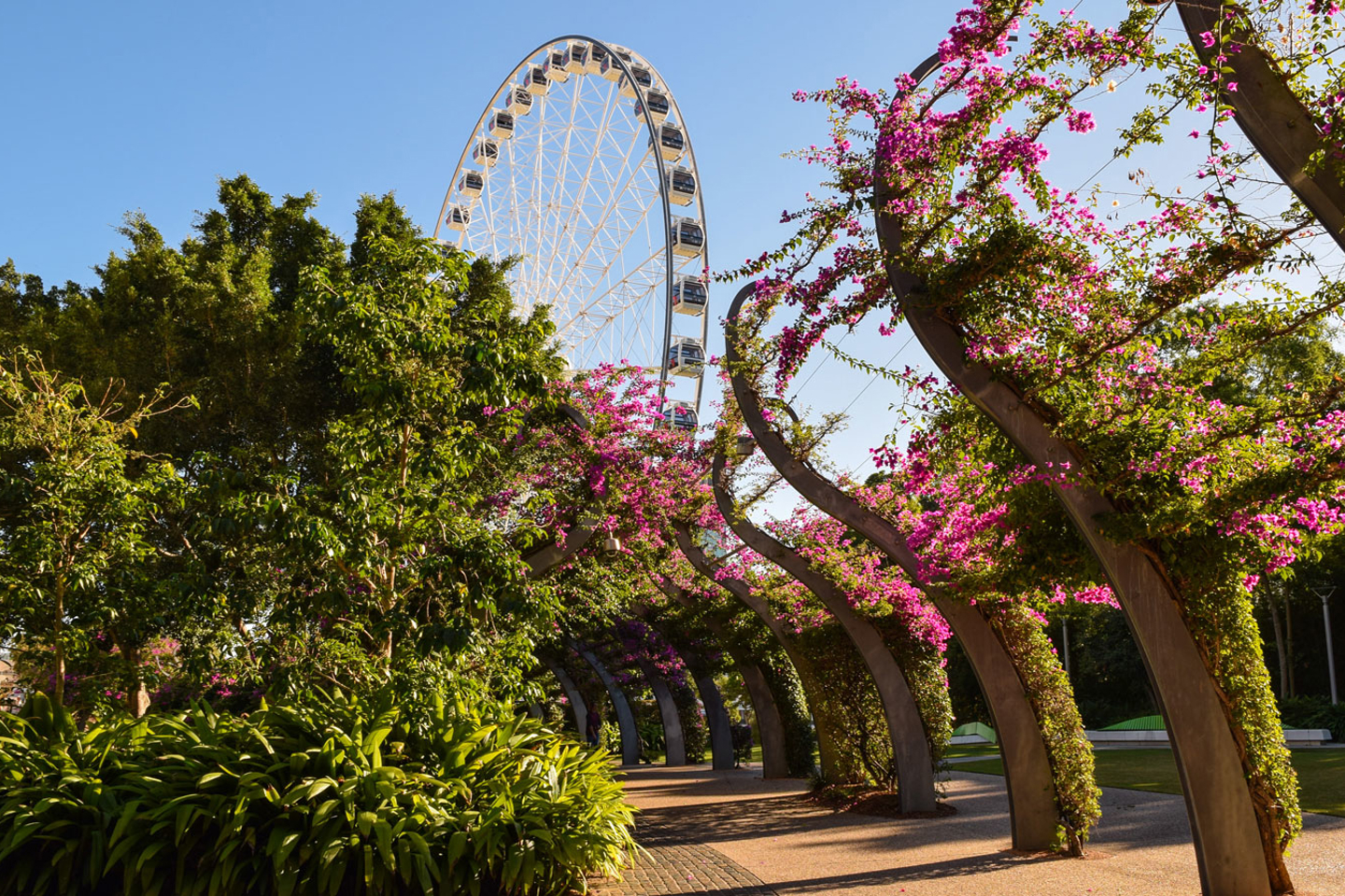 It's a view of a garden with pink flowers and in the distance you can see a Ferriswheel. 